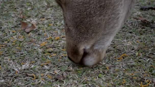Female Japanese Sika Deer Doe Grazing Nara Park Close — Vídeo de Stock