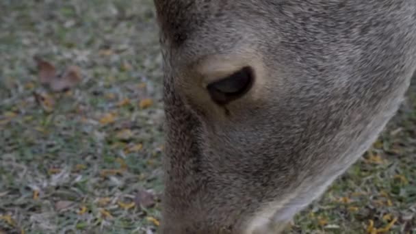 Male Japanese Sika Deer Buck Grazing Nara Park Medium Shot — Stok Video