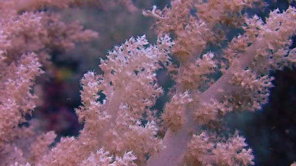 Soft Coral Branches Swinging Current Gently Static Tripod Shot Focus — Vídeos de Stock