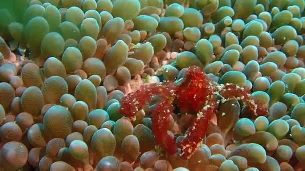 Orangutan Crab Sitting Corals — Vídeo de Stock