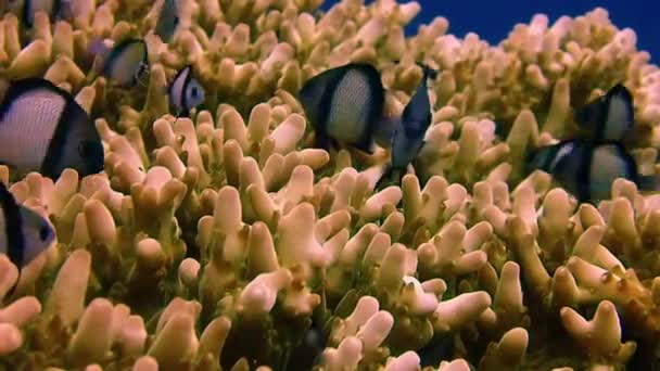 Small Fish Living Acropora Coral Structure Tripod Shot Fish Moving — Stockvideo