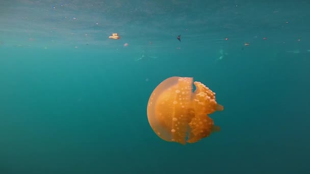Orange Jellyfish Swimming Slow Motion — Stockvideo