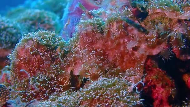 Tripod Macro Shot Corals Feeding Current — Αρχείο Βίντεο