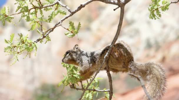 Ultra Slow Motion Shot Rock Squirrel Side Chewing Tree Buds — Vídeos de Stock