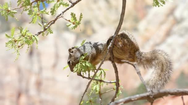 Ultra Slow Motion Shot Rock Squirrel Sitting Branch Filmed Side — стоковое видео