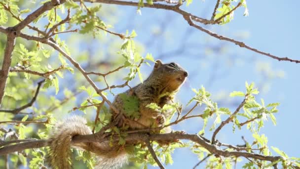 Ultra Slow Motion Shot Rock Squirrel Chewing Tree Buds — Vídeos de Stock