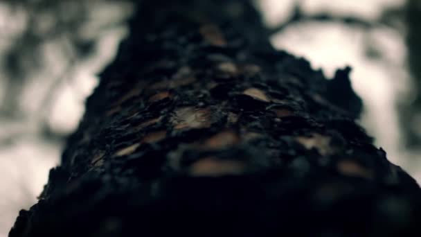 Bark Pine Tree Camera Looking Rotating Trunk Close — Videoclip de stoc
