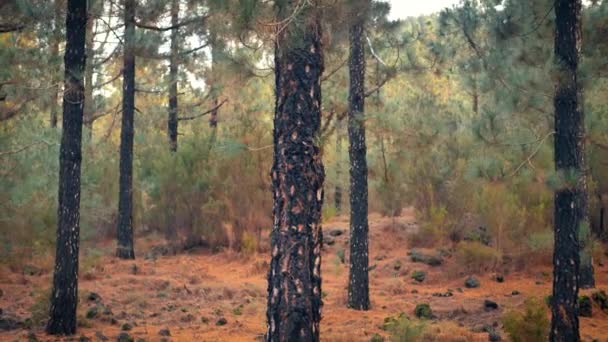 Pine Forest Trunks Many Pines Needles Rocks Ground Camera Traveling — Vídeo de Stock