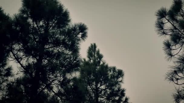 Coniferous Forest Camera Looking Spinning Slow Almost Night Medium Shot — Vídeo de Stock