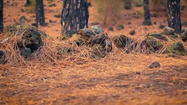 Soil Pine Forest Mossy Rocks Also Lichens Many Pines Needles — Stock video