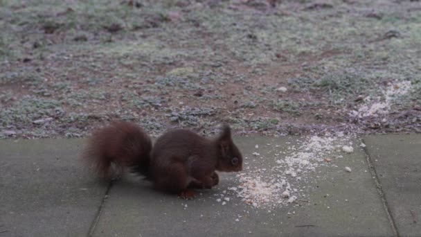 Squirrel Eating Bread Winter Morning Our Garden Stops Eating Looks — ストック動画