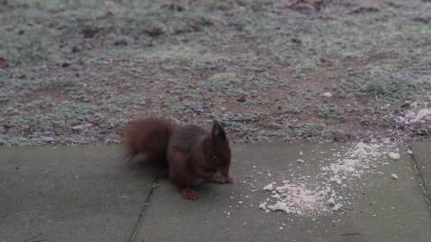 Squirrel Comes Frame Eat Some Bread Winter Morning Feeding Animals — Video Stock