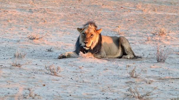 Large Male African Lion Relaxes Quietly Warm Desert Sunshine — Stockvideo