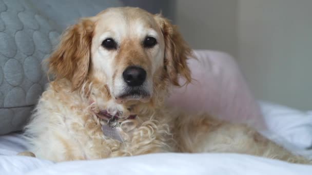 New Breed Goldendoodle Beautiful Curly Golden Fur Laying Making Eye — Vídeos de Stock