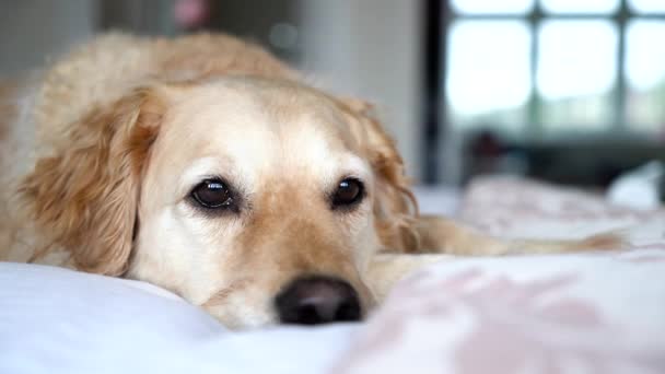 Tired New Breed Goldendoodle Beautiful Curly Golden Fur Laying Sleepy — 图库视频影像