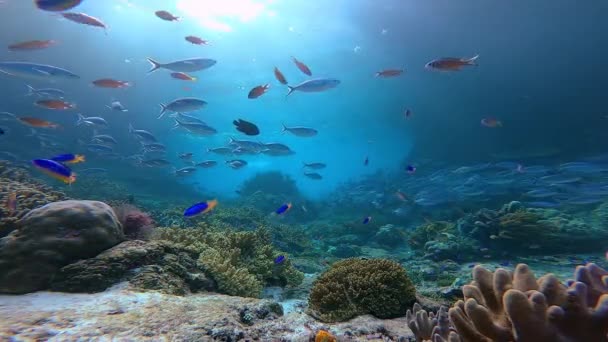 Breathtaking Underwater Tripod Shot Healthy Coral Reef Lots Fish Sun — Stockvideo