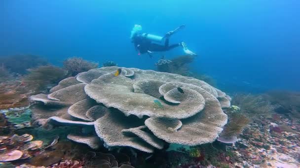 Female Scuba Diver Swimming Big Table Coral Depth — Stockvideo