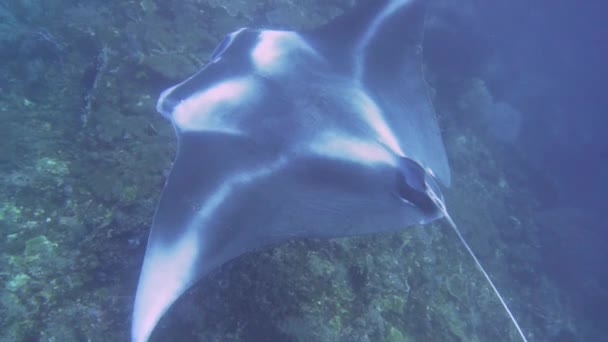 Giant Mantaray Hovering Reef Filmed Animal See True Size — Stock Video