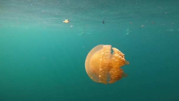 Beautiful Jellyfish Swimming Slow Motion Filmed Side — Wideo stockowe