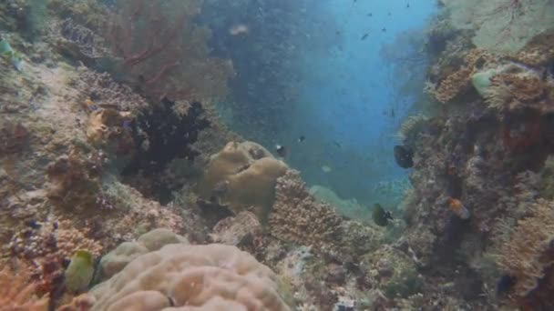 Swimming Colorful Coral Valley End Shot Divers — Wideo stockowe