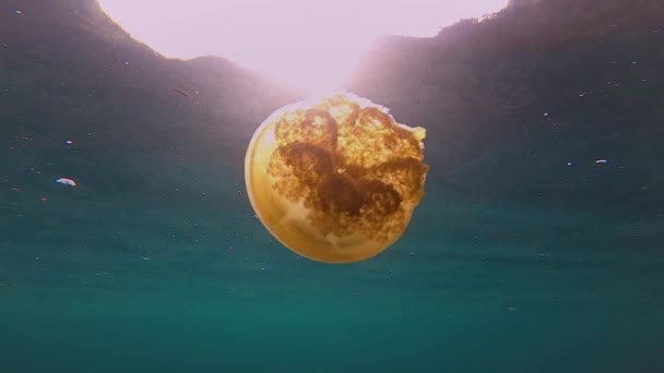 Orange Jellyfish Filmed Sun Lighting — Stockvideo