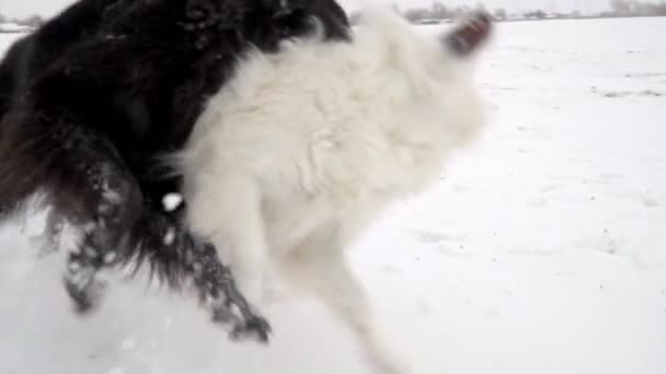 Two Happy Playful Dogs Playing Snow Slow Motion — Stockvideo