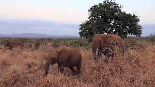 Adult Juvenile African Elephants Walk Dry Grass Safari — Stock Video