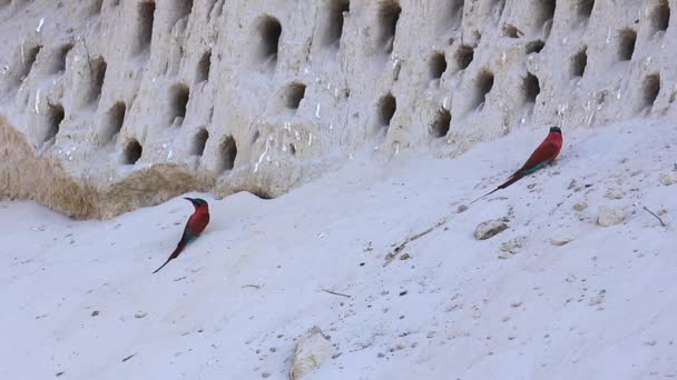 Southern Carmine Bee Eaters Come Vertical Mud Bank Homes — Stock video