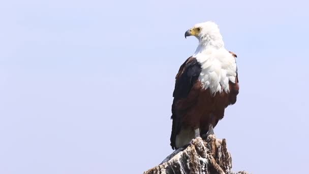 African Fish Eagle Sits Stump Perch Feathers Ruffled Wind — Wideo stockowe