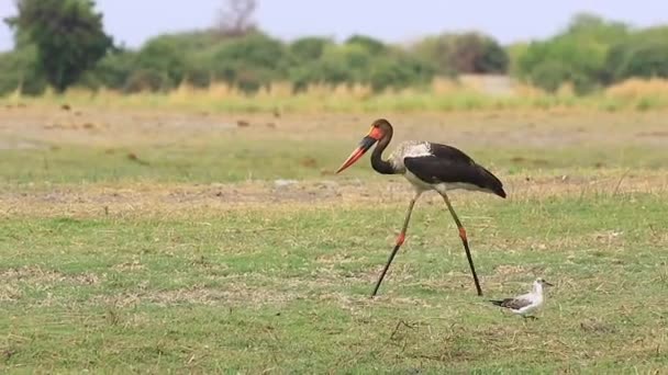 Massive African Saddle Billed Stork Walks Yellow Billed Storks — Vídeos de Stock