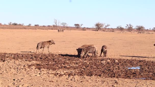 Pack African Spotted Hyenas Scavenge Food Muddy Floodplain — Vídeos de Stock