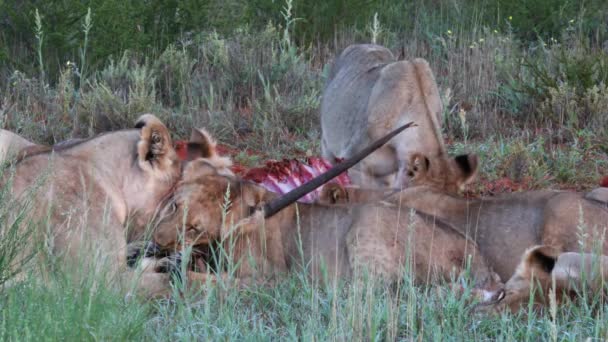 Pride Lions Share Meal Recently Killed Gemsbok Antelope — Stockvideo
