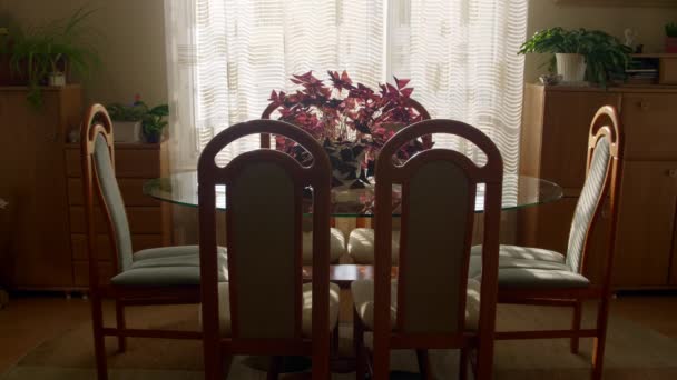 Symmetrical Dining Room Oxalis Triangularis False Shamrock Plant Table — Stockvideo