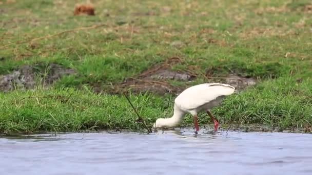 African Spoonbill Ibis Forages Food Shallow Water Shore — Wideo stockowe