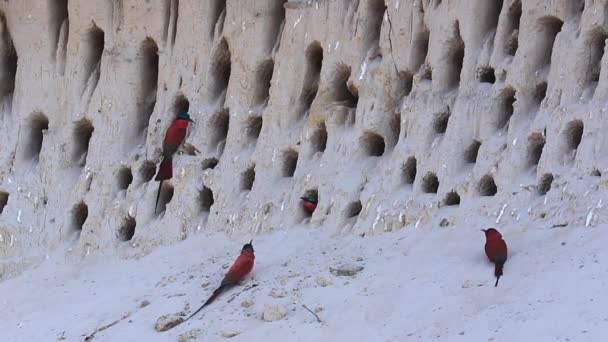 Vibrant Red Carmine Bee Eater Birds Congregate Cliffside Burrow — 图库视频影像