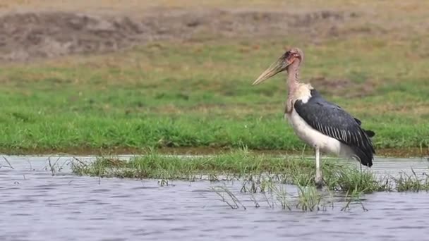 Large Mature Marabou Stork Stands Menacingly Shallow Water — стоковое видео