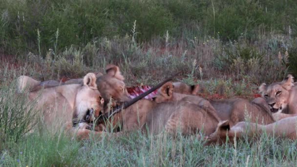 Pride Lions Gorge Themselves Recent Gemsbok Antelope Kill — Videoclip de stoc