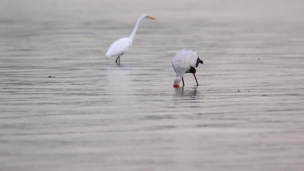 Yellow Billed Stork Great White Egret Hunt Food River — Vídeos de Stock