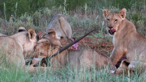 Pride Lions Quickly Devour Recently Killed Gemsbok Antelope — стоковое видео