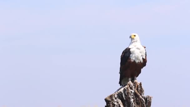 African Fish Eagle Perched Stump Feathers Ruffled Breeze — Stockvideo