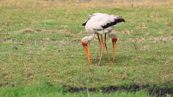 Pair African Yellow Billed Storks Peck Soft Savanna Soil — 图库视频影像