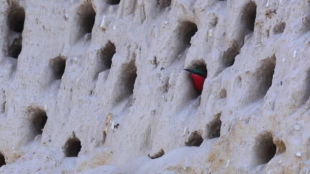 One Colorful Red Carmine Bee Eater Looks Out Cliffside Burrow — 图库视频影像