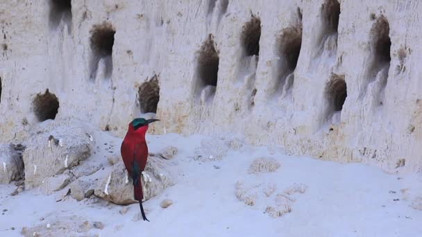 Beautiful Red Carmine Bee Eater Bird Perched Cliffside Burrows — Stok video