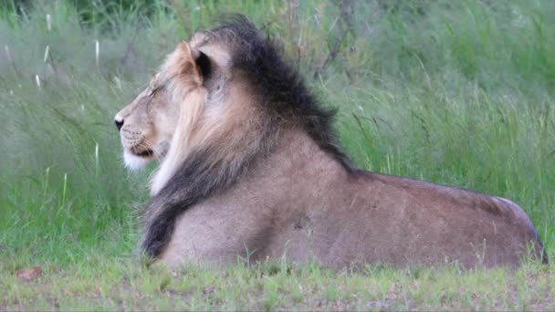 Large Male African Lion Lies Contentedly Savanna Clearing — Vídeos de Stock