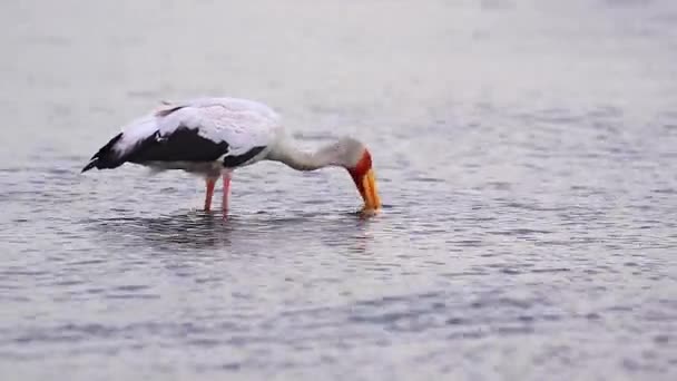 Yellow Billed Stork Hunts Food River Bottom Select Focus — Αρχείο Βίντεο