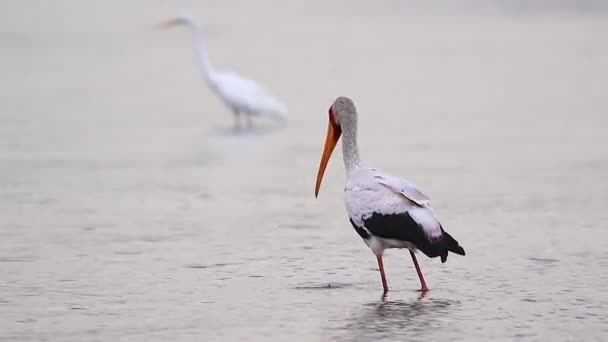 Yellow Billed Stork Has Success Digging Food River Bottom — Stockvideo