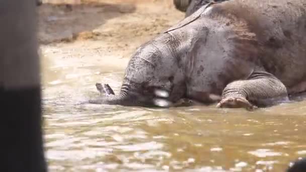 Cute Baby Elephant Plays Water Edge Adult Elephants Walk — Stockvideo