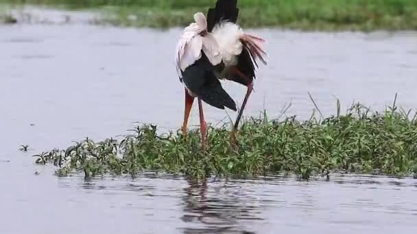 African Yellow Billed Stork Seeks Food Shallow River Plants — Stock Video