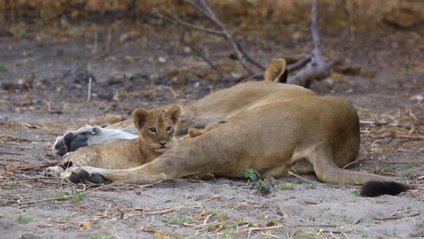 Cute Curious Lion Cub Lies Resting Lioness Mom Sibling — Videoclip de stoc
