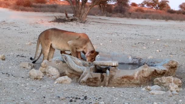 Two African Lionesses Drink Water Small Man Made Desert Pond — 图库视频影像